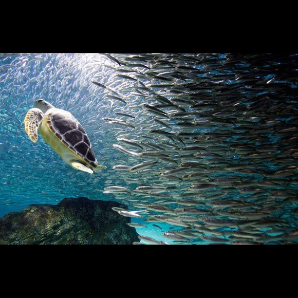 🌎same day or next day shipping - Picture 15 of 16